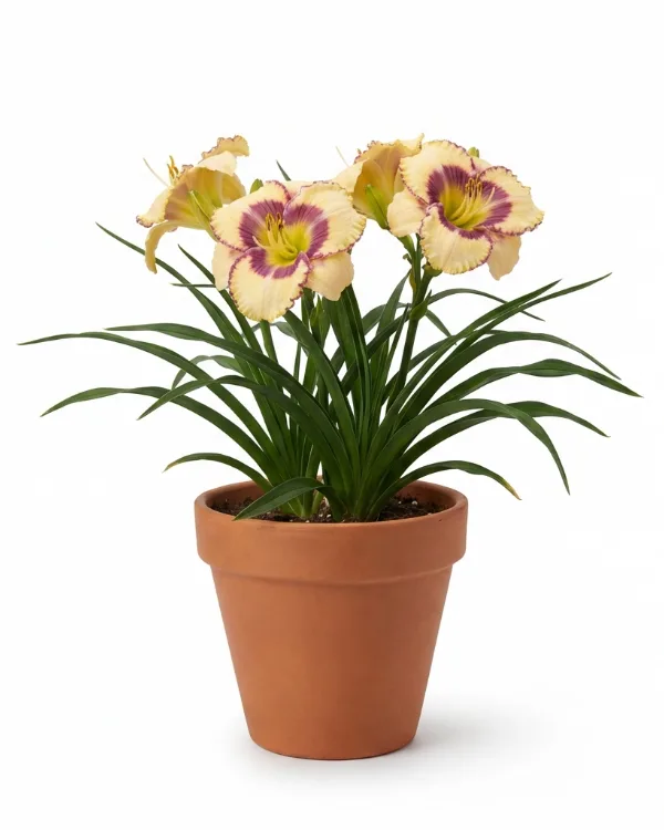 Daglilja — Hemerocallis 'Pandoras Box'
