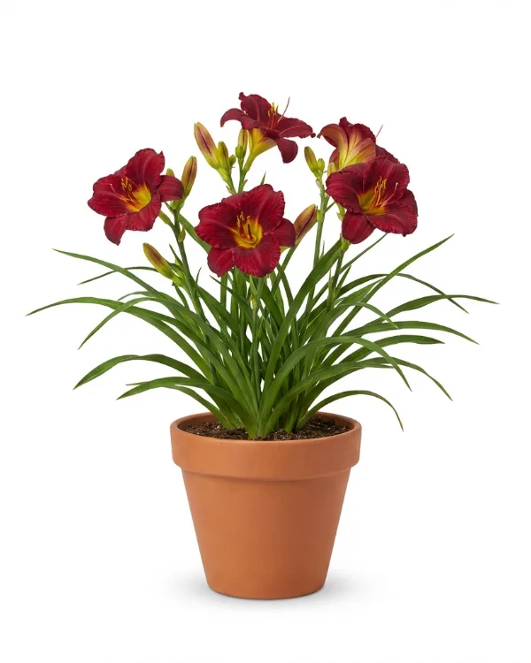 Daglilja — Hemerocallis 'Pardon Me'