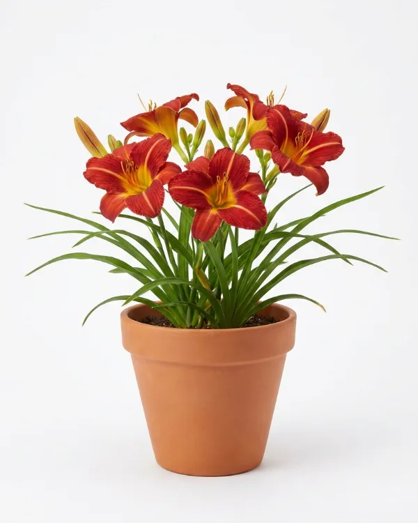 Daglilja — Hemerocallis 'Sammy Russell'