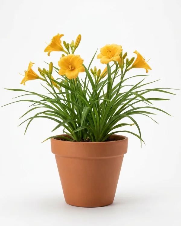 Daglilja — Hemerocallis 'Stella de Oro'