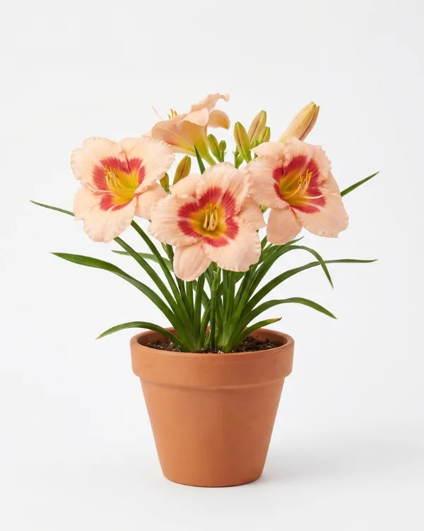 Daglilja — Hemerocallis 'Strawberry Candy'