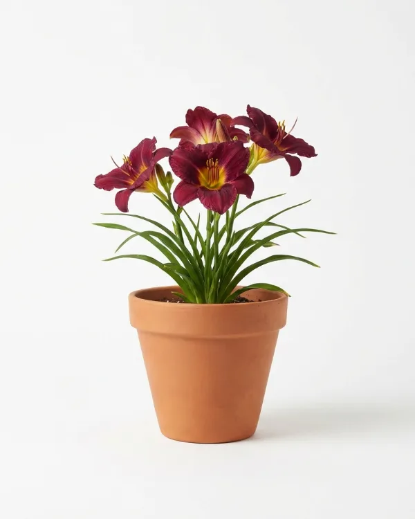 Daglilja — Hemerocallis 'Summer Wine'