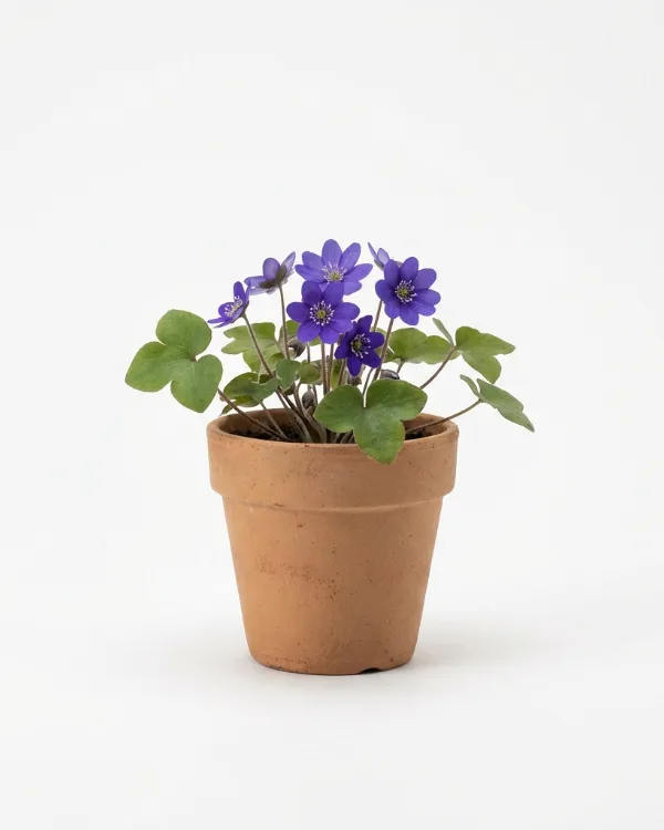 Blåsippa — Hepatica nobilis