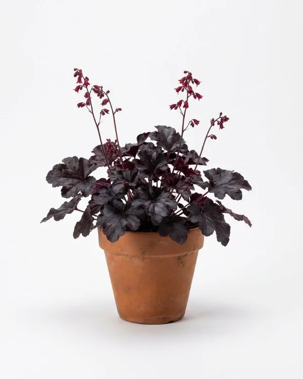 Alunrot — Heuchera 'Black Pearl'