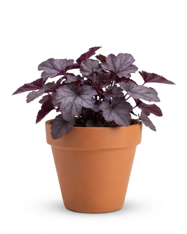 Alunrot — Heuchera 'Frosted Violet'