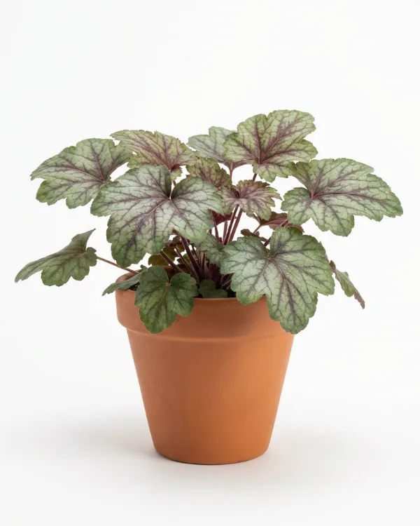 Alunrot — Heuchera 'Green Spice'