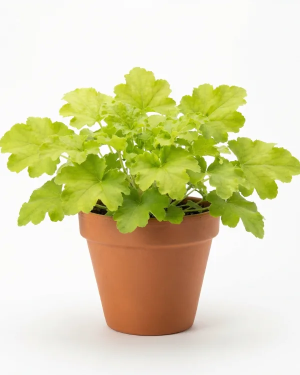 Alunrot — Heuchera 'Lime Marmalade'