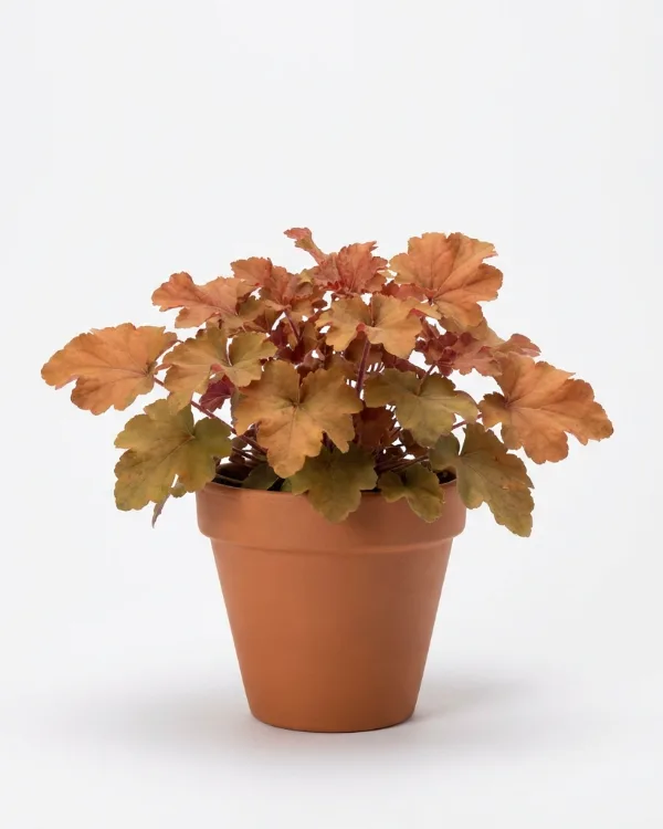 Alunrot — Heuchera 'Marmalade'
