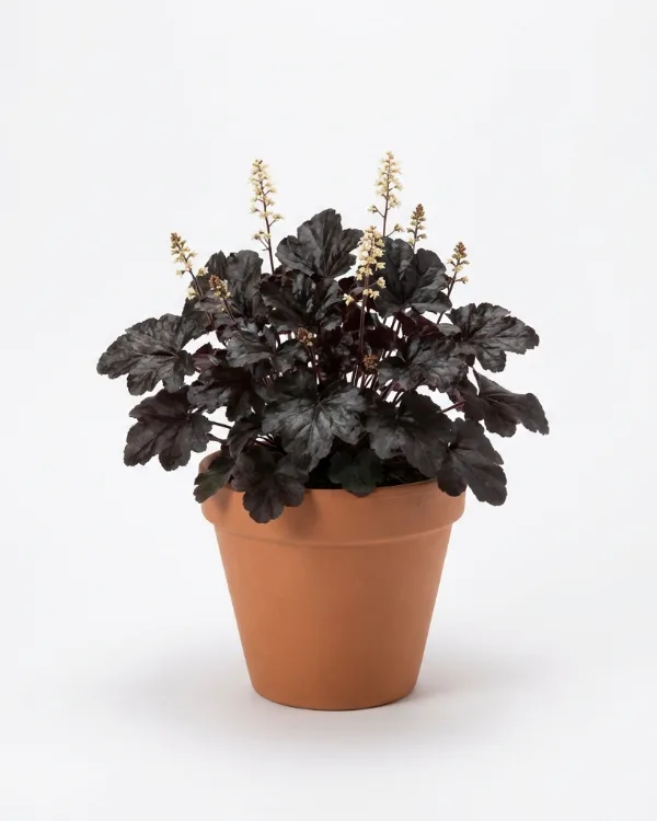 Alunrot — Heuchera 'Obsidian'