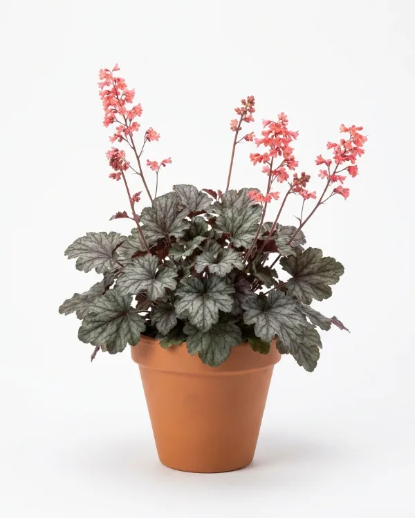 Alunrot — Heuchera 'Paris'