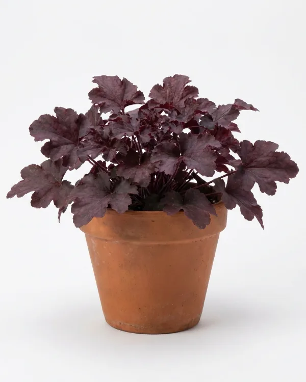Alunrot — Heuchera 'Plum Pudding'