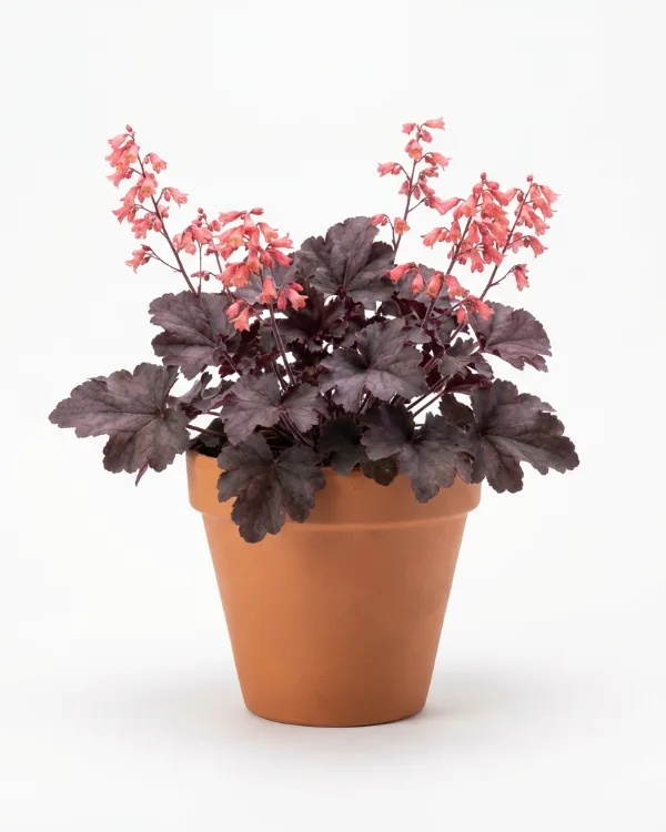 Alunrot — Heuchera 'Rachel'