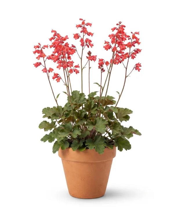 Blodalunrot — Heuchera sanguinea 'Leuchtkäfer'
