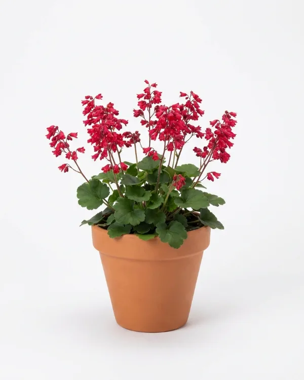 Blodalunrot — Heuchera sanguinea 'Smedsberget' G.K.