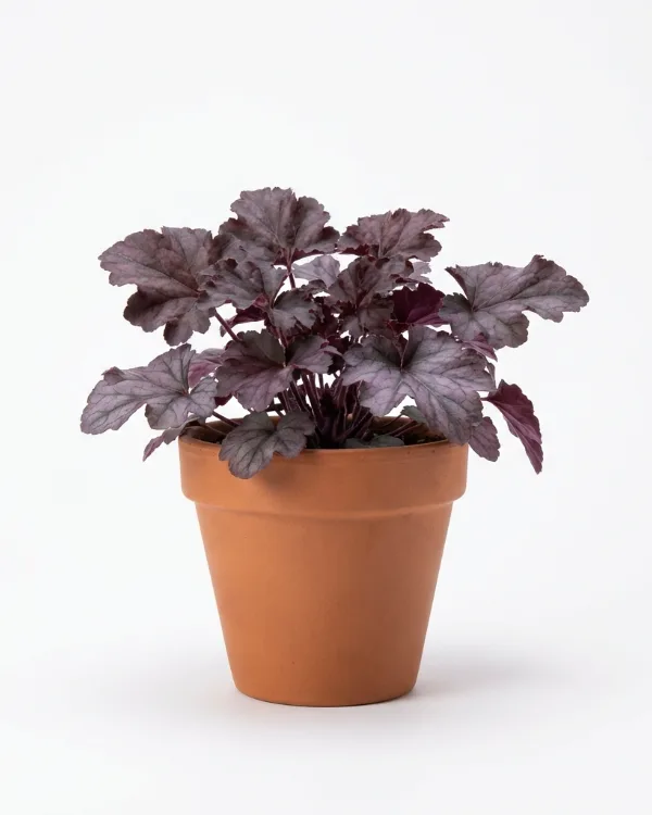 Alunrot — Heuchera 'Shanghai'