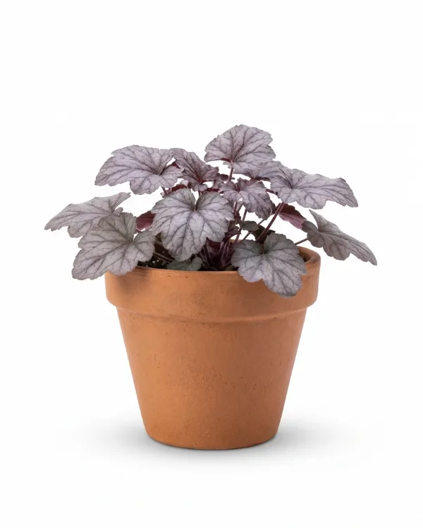 Alunrot — Heuchera 'Silver Scrolls'