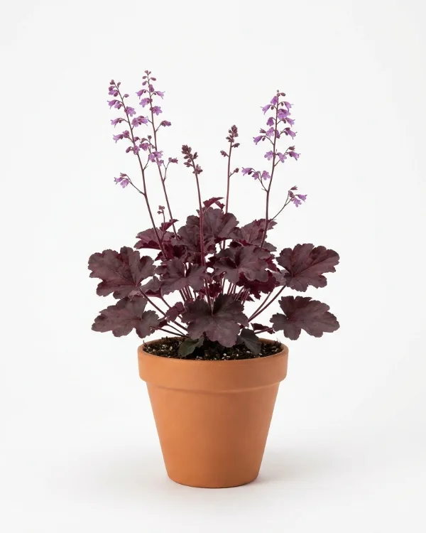 Lönnalunrot — Heuchera villosa 'Palace Purple'