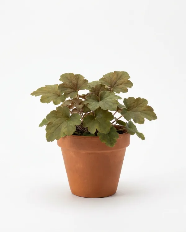 Lönnalunrot — Heuchera villosa