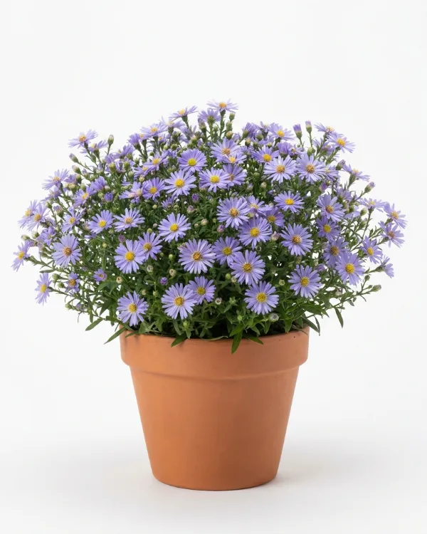 Hjärtaster — Symphyotrichum 'Little Carlow'
(Aster 'Little Carlow')
