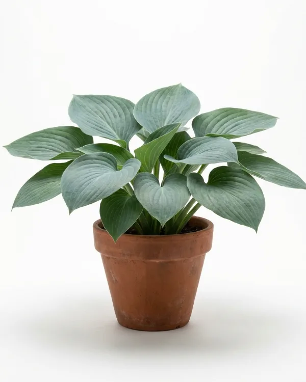 Funkia — Hosta 'Big Daddy' Inkrukad barrot