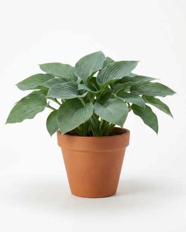 Funkia — Hosta 'Big Daddy'