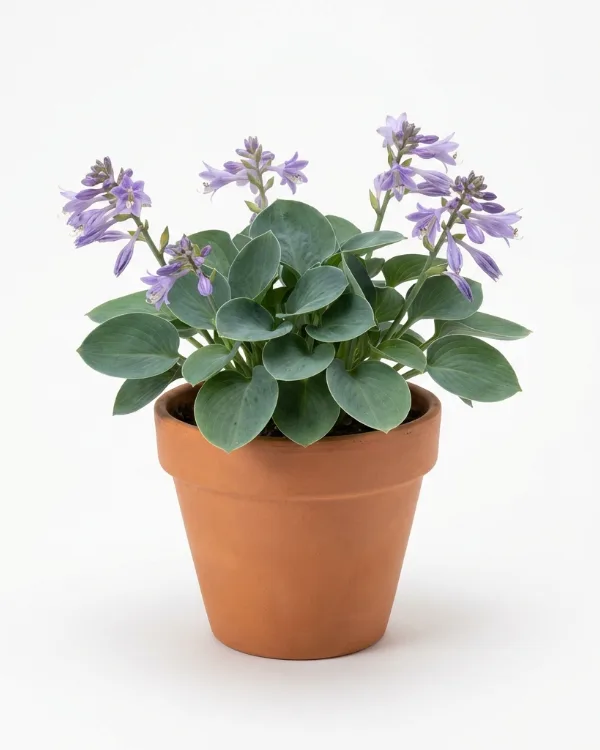 Funkia — Hosta 'Blue Mouse Ears'