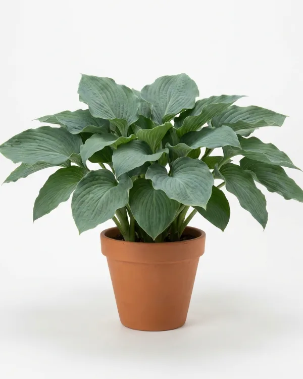 Funkia — Hosta 'Empress Wu'