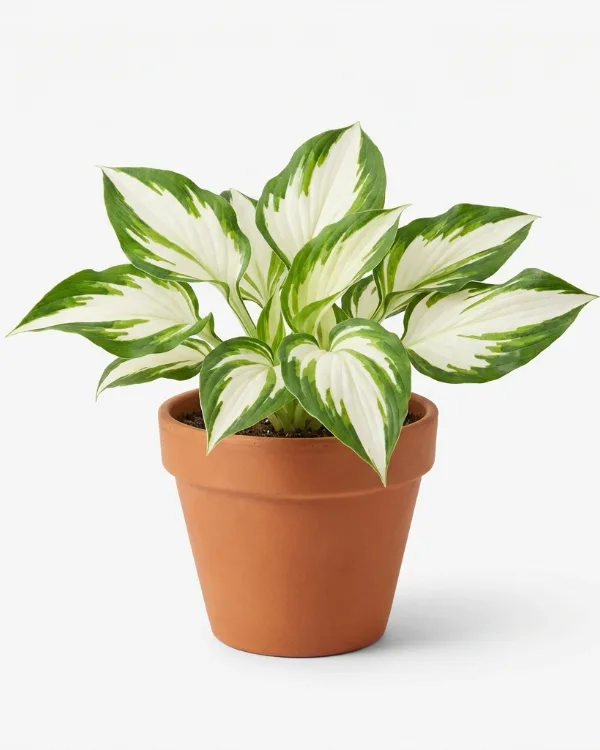 Blomsterfunkia — Hosta 'Fire and Ice'