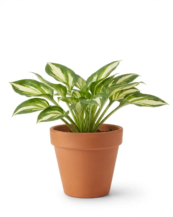 Blomsterfunkia — Hosta Fortunei-Gr. 'Fortunei Albopicta'