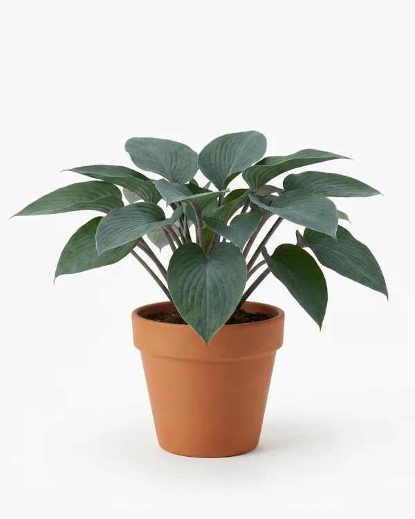 Blomsterfunkia — Hosta Fortunei-Gr. 'Fortunei Hyacinthina'