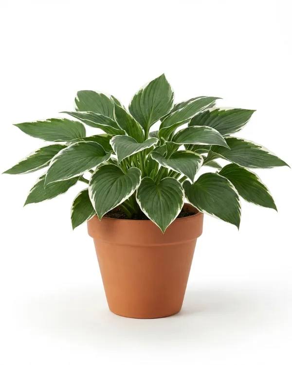 Blomsterfunkia — Hosta Fortunei-Gr. 'Francee'