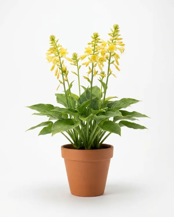 Blomsterfunkia — Hosta Fortunei-Gr. 'Gold Standard'