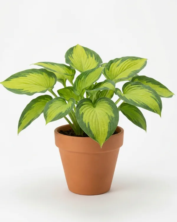 Funkia — Hosta 'Guacamole'