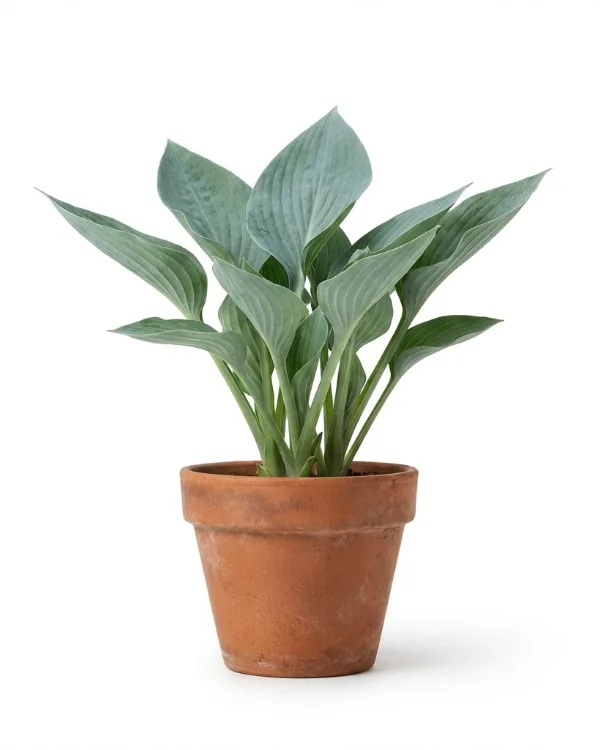 Funkia — Hosta 'Krossa Regal'