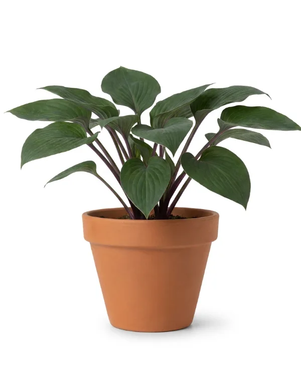 Funkia — Hosta 'Purple Heart' Ej butiksfin