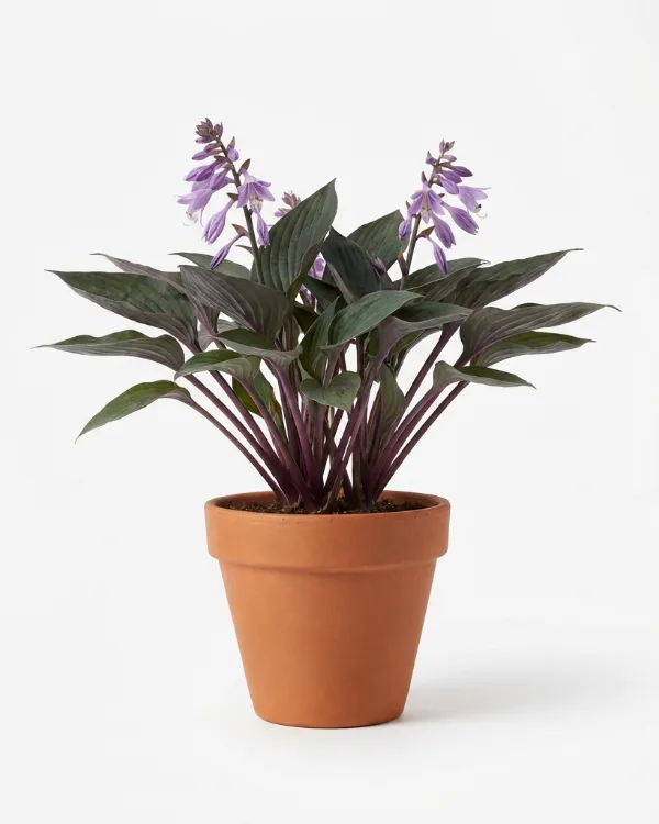 Funkia — Hosta 'Purple Heart'