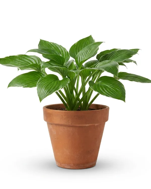 Doftfunkia — Hosta 'Royal Standard' Inkrukad barrot