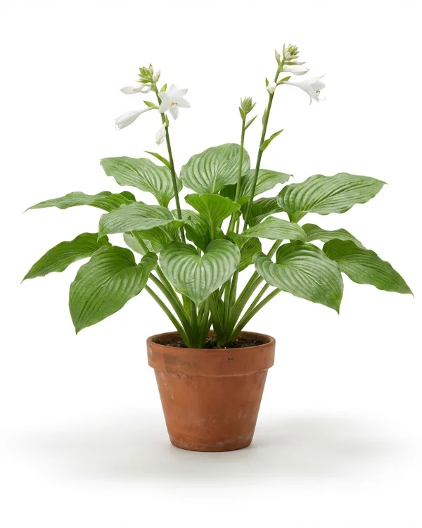 Doftfunkia — Hosta 'Royal Standard'