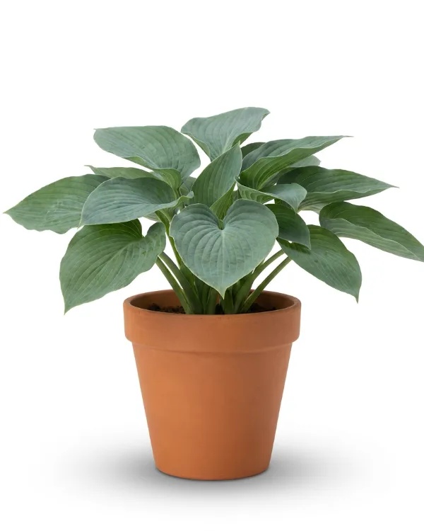 Daggfunkia — Hosta sieboldiana Ej butiksfin