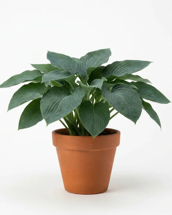 Daggfunkia — Hosta sieboldiana 'Elegans' Ej butiksfin