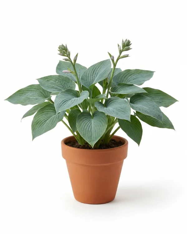 Daggfunkia — Hosta sieboldiana 'Elegans'