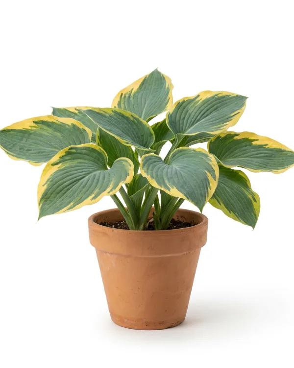 Daggfunkia — Hosta sieboldiana 'Frances Williams' Ej butiksfin