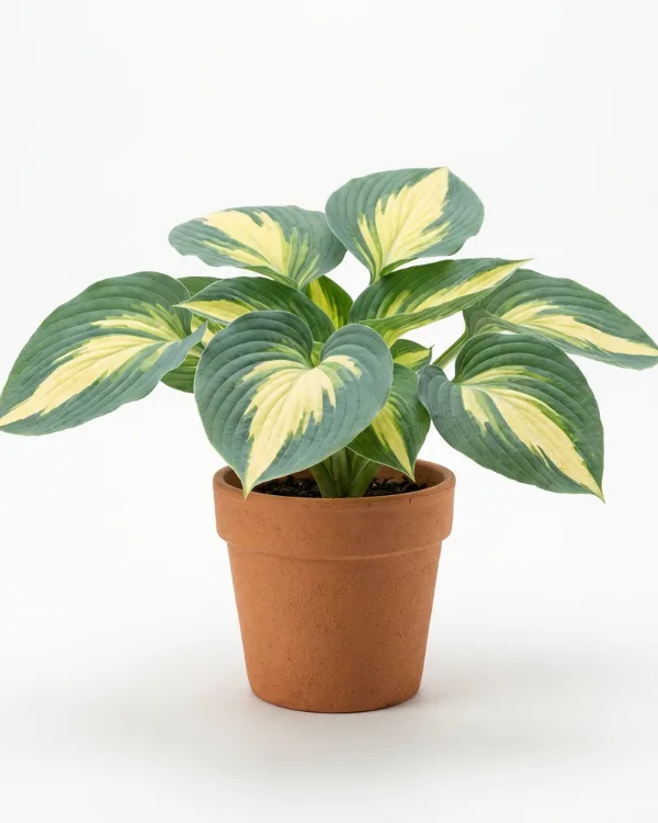 Daggfunkia — Hosta sieboldiana 'Great Expectations'