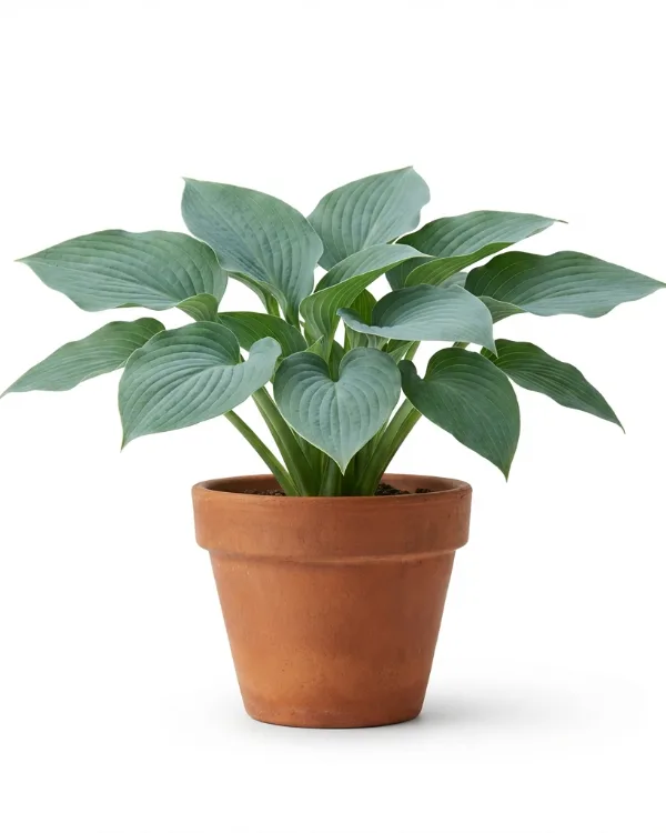 Daggfunkia — Hosta sieboldiana