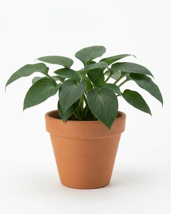 Blåfunkia — Hosta Tardiana-Gr. 'Devon Green' Ej butiksfin