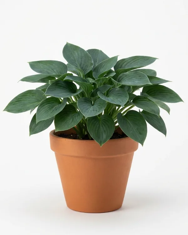 Blåfunkia — Hosta Tardiana-Gr. 'Devon Green'