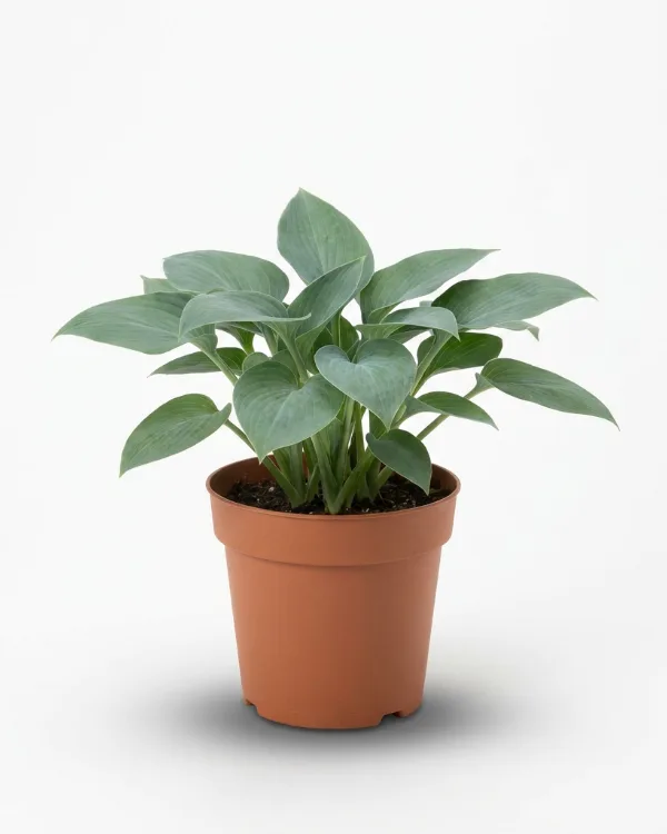 Blåfunkia — Hosta Tardiana-Gr. 'Halcyon' Inkrukad barrot