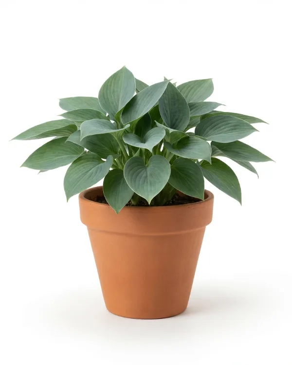 Blåfunkia — Hosta Tardiana-Gr. 'Halcyon'