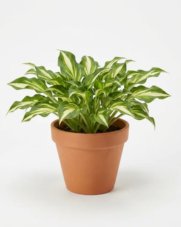 Brokfunkia — Hosta Undulata-Gr. 'Medio-variegata' Inkrukad barrot