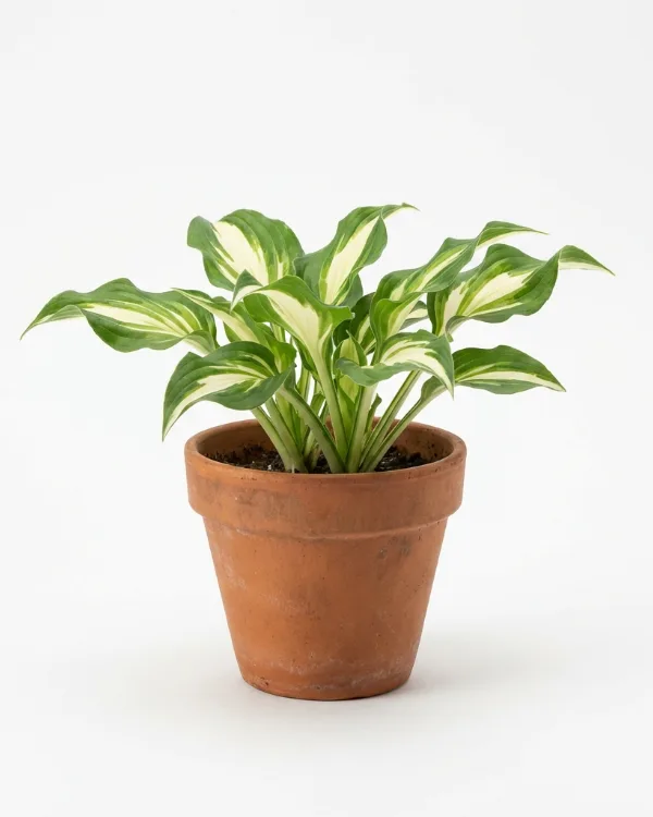 Brokfunkia — Hosta Undulata-Gr. 'Medio-variegata'